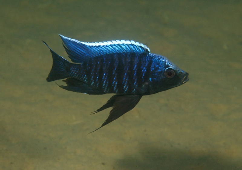 Copadichromis parvus 'Nkhungu Reef'